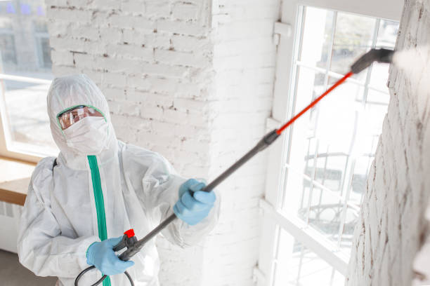 Best Mold removal after water damage  in USA